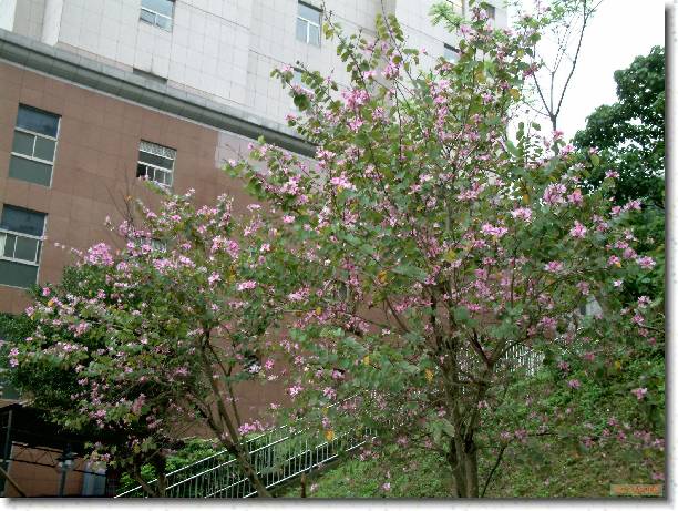 �I���[�ݭ�l�v���ɮ�