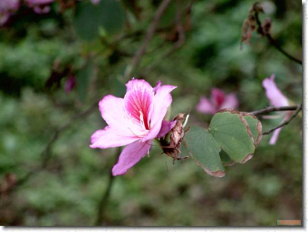 �I���[�ݭ�l�v���ɮ�