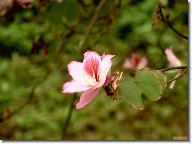 �I���[�ݭ�l�v���ɮ�