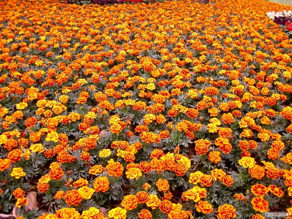 Click for the original image