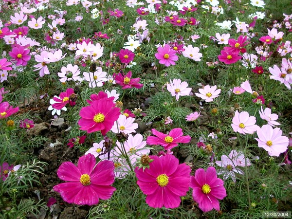 Click for the original image